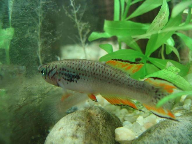 freshwater fish - simpsonichthys magnificus - magnificus killifish stocking in 38 gallons tank - Male F.P walkeri, Killi fish.
Sadley this little guy died in the summer of 2006, after 3 years of being the man of the tank.