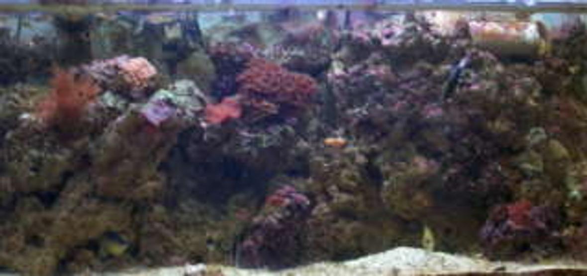 135 gallons reef tank (mostly live coral and fish) - 135