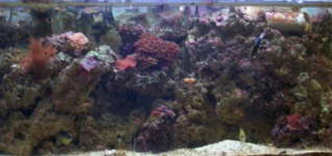 135 gallons reef tank (mostly live coral and fish) - 135