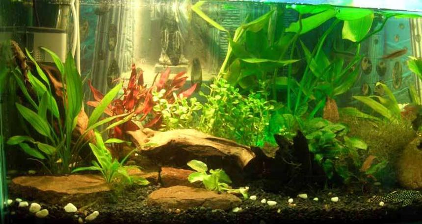 Rated #92: 20 Gallons Planted Tank - Various Fish and plants. 
Fish: Livebarers to tetras to pleco to coridoras & loach.

plants: anubas, amizons, ferns and moss. 

creepers and grass are baned here..  ;(