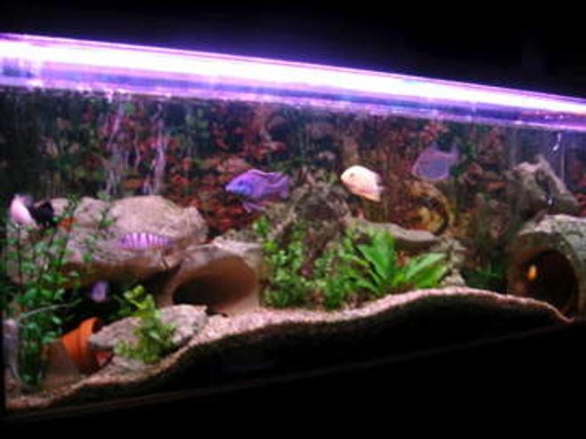 50 gallons freshwater fish tank (mostly fish and non-living decorations) - my tank now