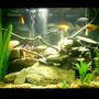 20 gallons freshwater fish tank (mostly fish and non-living decorations) - 20 gallon African Cichlid tank