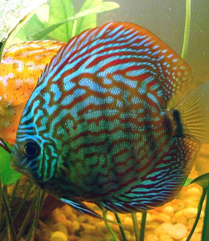 freshwater fish - symphysodon spp. - snakeskin discus stocking in 72 gallons tank - Blue/Red Discus 5 Inch