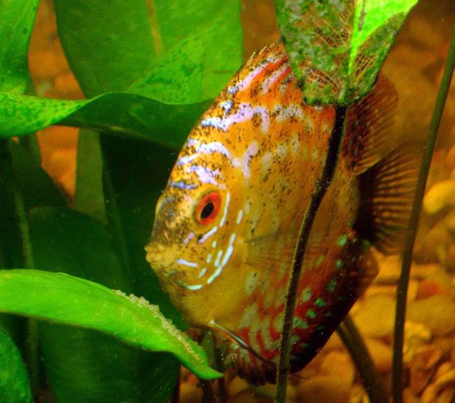 freshwater fish - symphysodon sp. - red marlboro discus stocking in 72 gallons tank - Melon Laying Eggs