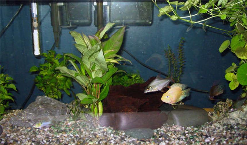 Rated #380: 25 Gallons Freshwater Fish Tank - Pictures of my 25g
