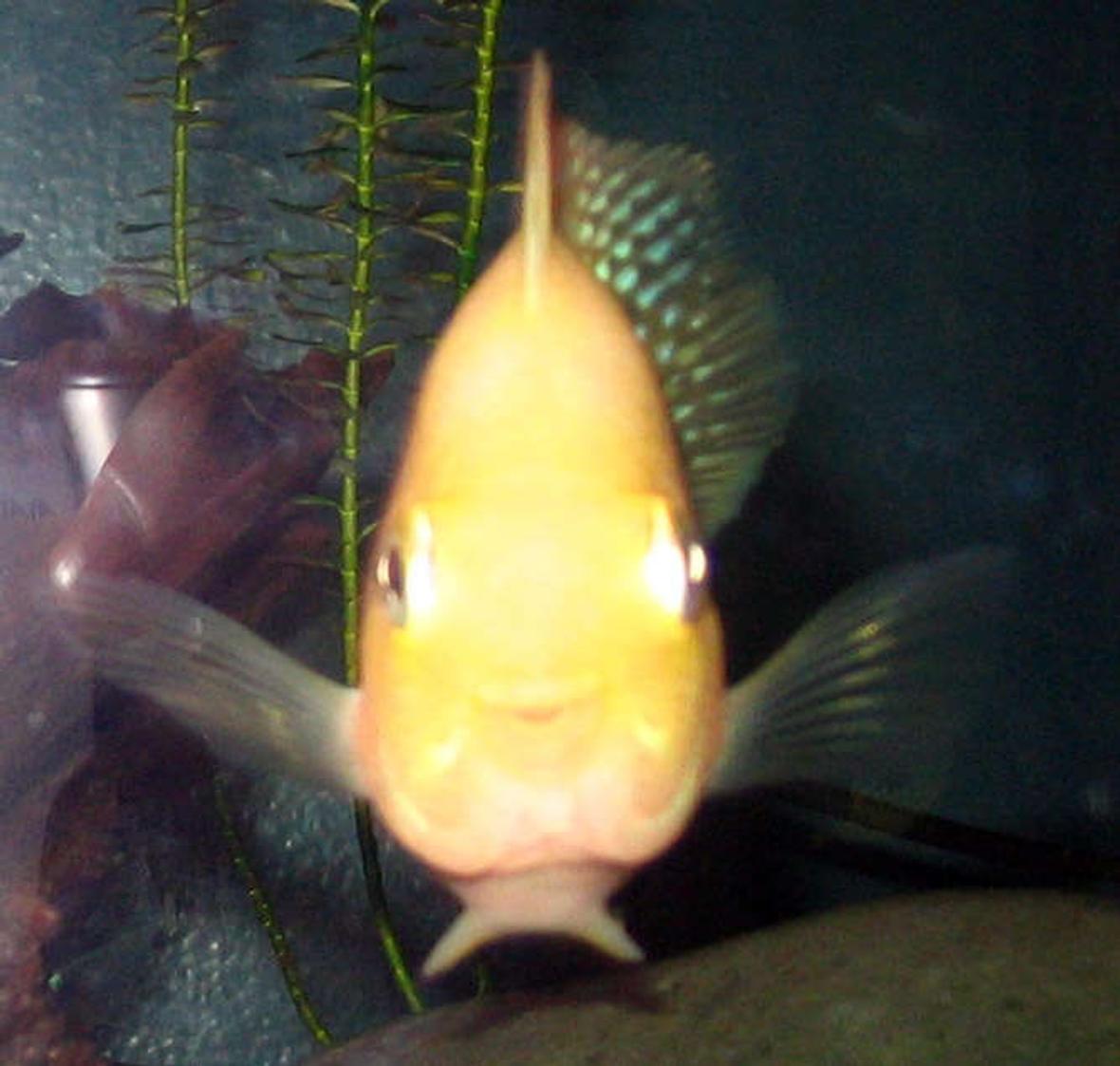 freshwater fish - heros severus x amphilophus citrinellum - blood parrot stocking in 25 gallons tank - Blood Parrot "Peek-a-boo"