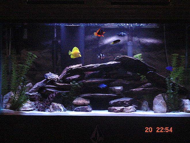 45 gallons saltwater fish tank (mostly fish, little/no live coral) - my tank