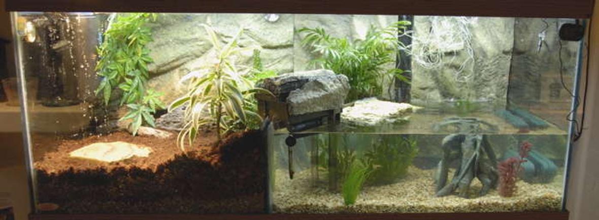 75 gallons freshwater fish tank (mostly fish and non-living decorations) - A half and half tank (focusing on aquarium part!)