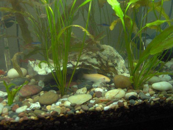 freshwater fish - puntius titteya - albino cherry barb stocking in 38 gallons tank - Albino Algae Eater, Neon Tetras, Cherry Barbs. Best way to take pictures of fish staying still are to turn off the lights and wait 20 mins and turn it back on so you can take good still photos!