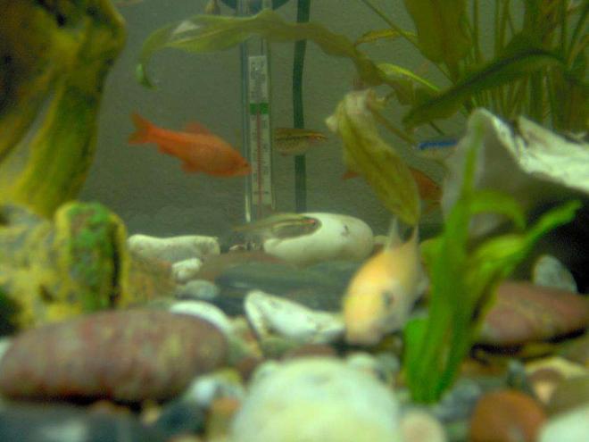 freshwater fish - puntius titteya - albino cherry barb stocking in 38 gallons tank - Albino Algae Eater, Cherry Barbs, Neon Tetras, Glowlight Tetras. One Cherry Barb looks faded he was sleeping all my fish turn faint when the lights are off because they're at thier most comfortable when sleeping, I turned the lights on so I can get good still pictures of the fish. When the lights are on they're Colorful!