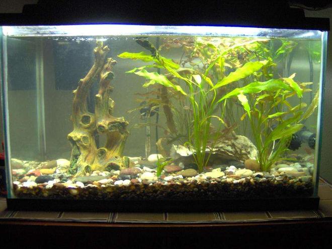 38 gallons planted tank (mostly live plants and fish) - 10 Gallon Tank, White Cloud Minnows, One Giant Oyster