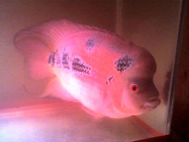 freshwater fish - cichlasoma sp. - flower horn cichlid stocking in 50 gallons tank - Bucola now at 1 year old
Male Red Dragon FH