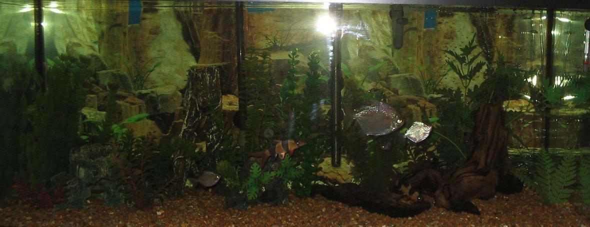 75 gallons freshwater fish tank (mostly fish and non-living decorations) - My Pride and Joy 75 Gallon, Cant get a good pictuer without reflection.