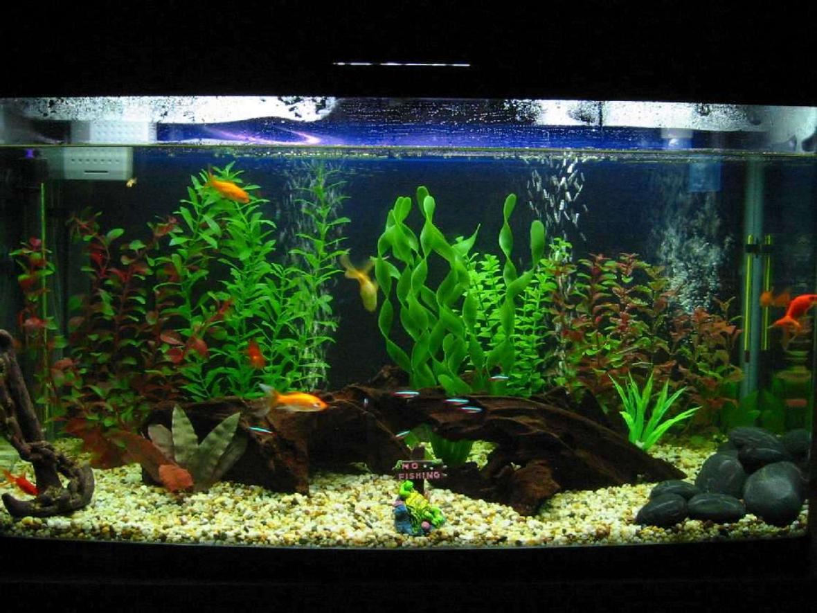40 gallons freshwater fish tank (mostly fish and non-living decorations) - This is our first attempt at something larger than a bucket.......LOL !!!!!