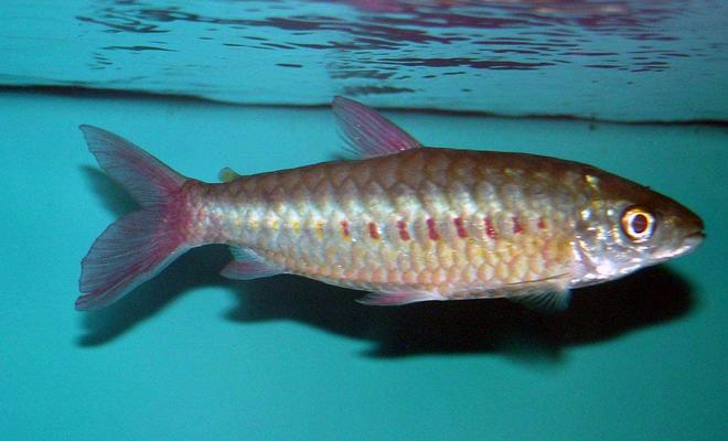 freshwater fish - crossocheilus siamensis - siamese flying fox stocking in 150 gallons tank - Pink-Tailed Chalceus. He is housed with South and Central American Cichlids. He is about 7-8"