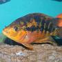 freshwater fish - herichthys cynoguttatus - texas cichlid stocking in 150 gallons tank - What do you get when you cross a Red Devil and a Texas Cichlid? This fine looking specimen. Almost an iridescent orange/yellow on the belly and black bands on the body