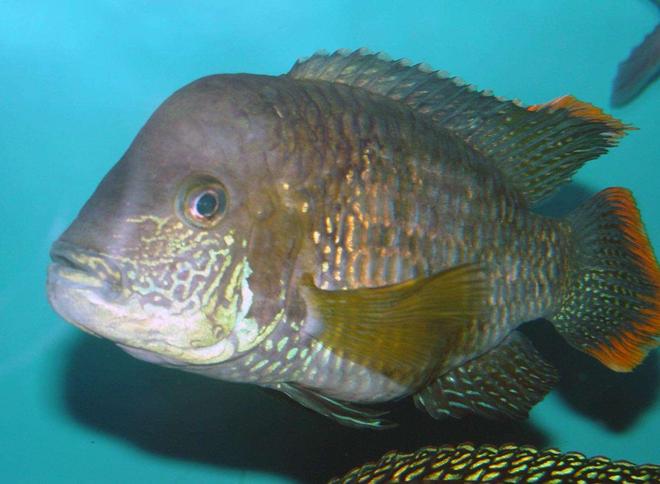 freshwater fish - aequidens rivulatus - green terror stocking in 150 gallons tank - Another one of my Green Terrors. I'll try to have a picture of my big male up soon.