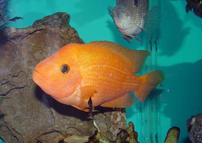 freshwater fish - amphilophus labiatus - red devil stocking in 150 gallons tank - Red Devil (Amphilophus labiatus). 7" long. Great addition to my 150gal. tank with other cichlids.