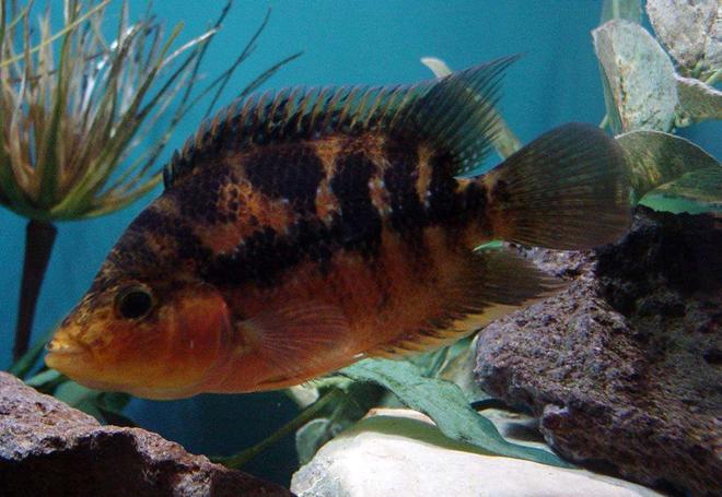 freshwater fish - herichthys cynoguttatus - texas cichlid stocking in 150 gallons tank - 2nd picture of this hybrid fish.  
Red Devil/Texas Cross. 4" long