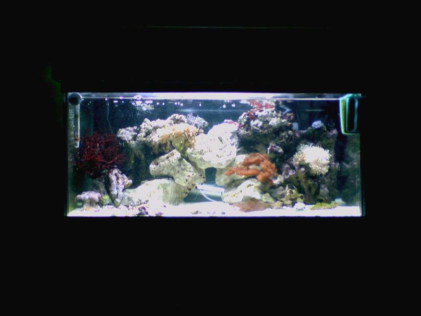 Rated #153: 15 Gallons Reef Tank - 15 gallon reef tank