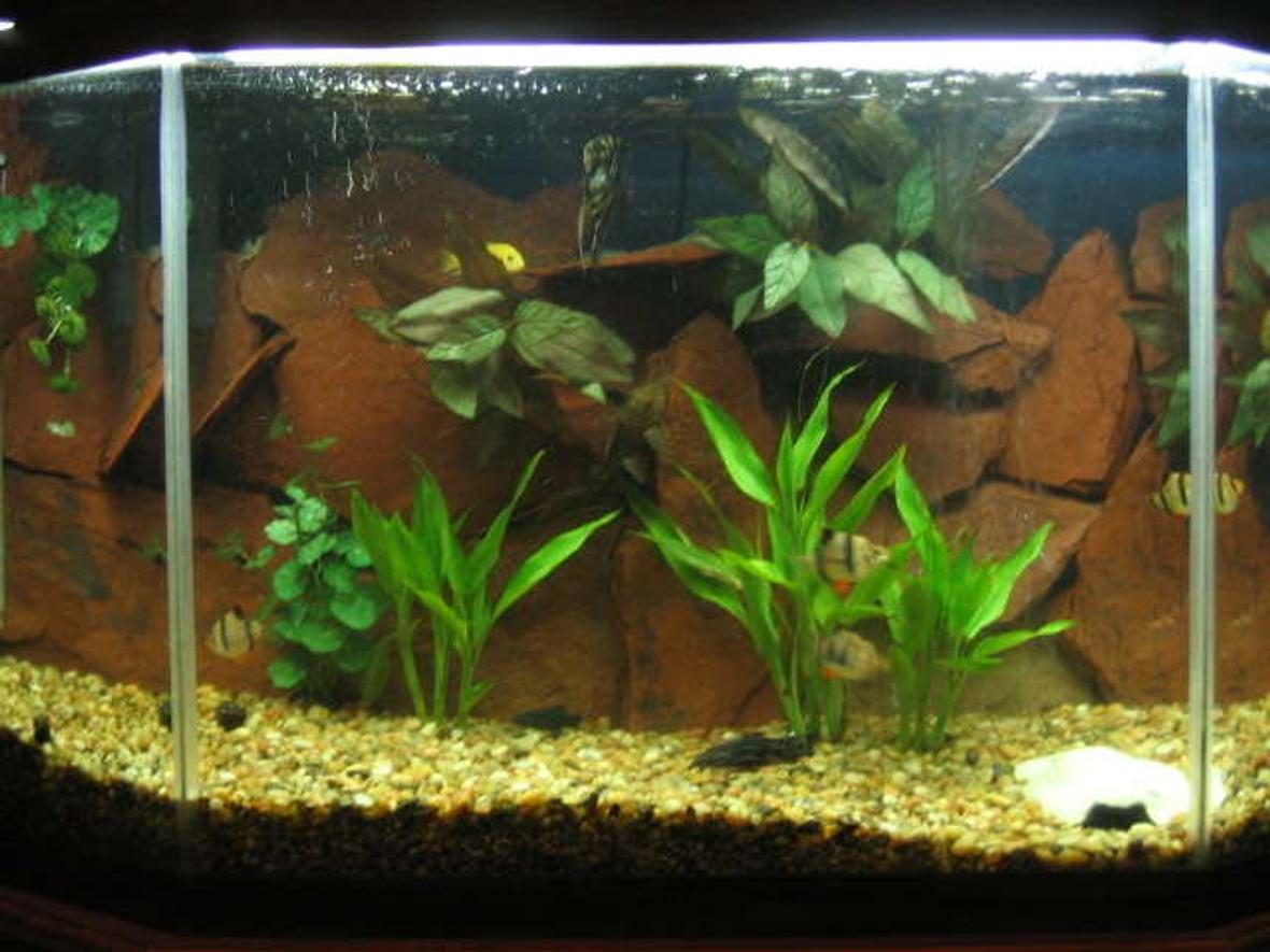33 gallons freshwater fish tank (mostly fish and non-living decorations) - .