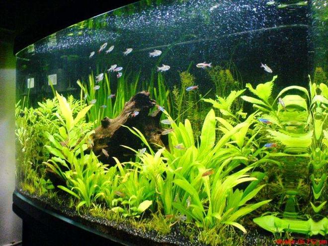 55 gallons planted tank (mostly live plants and fish) - My Amazon Forest...