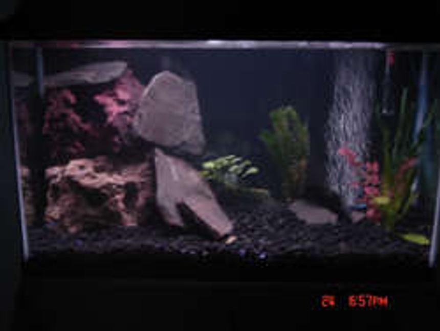 Rated #306: 29 Gallons Freshwater Fish Tank - this tank is no longer, moved up to 50 gallon new pics coming soon this 29 is going salt i cant wait