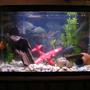 30 gallons freshwater fish tank (mostly fish and non-living decorations) - 30 gal