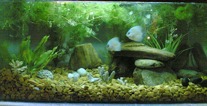 Rated #87: 15 Gallons Planted Tank - belive in natural. everything in my tank is real. Though Fish do not like artifical so stones, plants, and gravel are all real ones. Its a 2 x 1 x 1 tank (15g). Crystal clear Glass and water. Well I have two discuss Fish just 2". They are young.