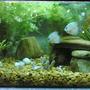 15 gallons planted tank (mostly live plants and fish) - belive in natural. everything in my tank is real. Though Fish do not like artifical so stones, plants, and gravel are all real ones. Its a 2 x 1 x 1 tank (15g). Crystal clear Glass and water. Well I have two discuss Fish just 2". They are young.