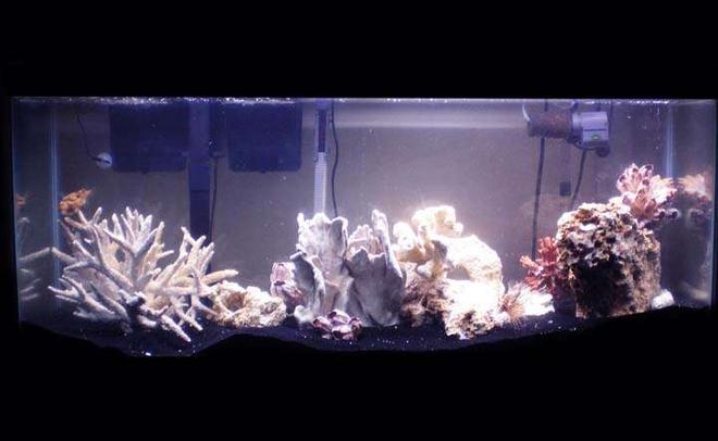 55 gallons saltwater fish tank (mostly fish, little/no live coral) - NEWEST TANK