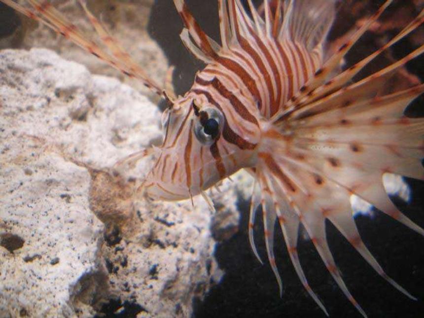 Rated #6: Saltwater Fish - Pterois Volitans - Volitan Lionfish Stocking In 55 Gallons Tank - Mr. Lionfish