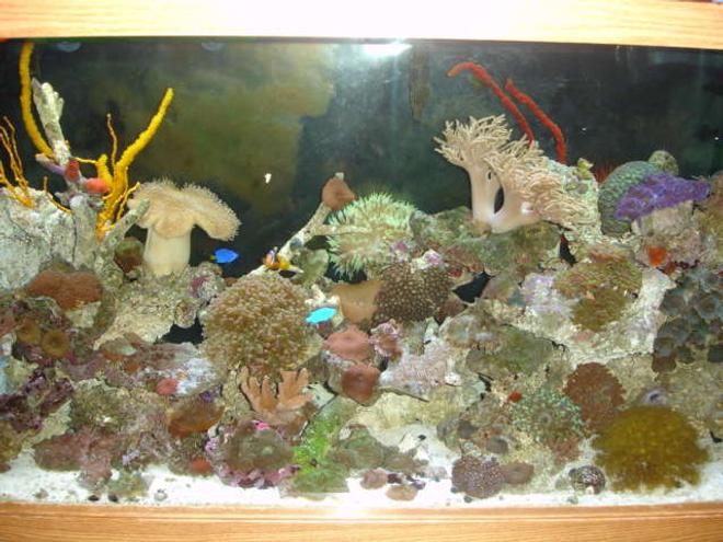 90 gallons reef tank (mostly live coral and fish) - 7 MONTH OLD REEF TANK, FIRST ONE!!!!