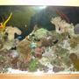 90 gallons reef tank (mostly live coral and fish) - 7 MONTH OLD REEF TANK, FIRST ONE!!!!