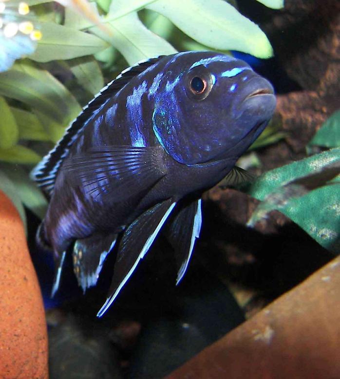 freshwater fish - melanochromis johannii - johanni cichlid stocking in 55 gallons tank - Electric Blue