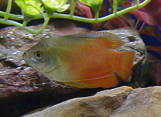 freshwater fish - colisa lalia - flame dwarf gourami stocking in 50 gallons tank - rubyred gourami