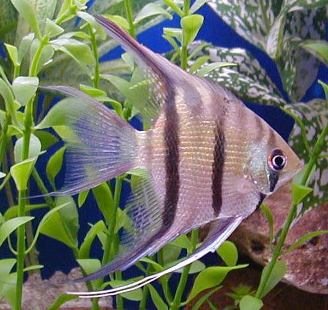 freshwater fish - pterophyllum scalare - assorted veil angel stocking in 50 gallons tank - angelfish