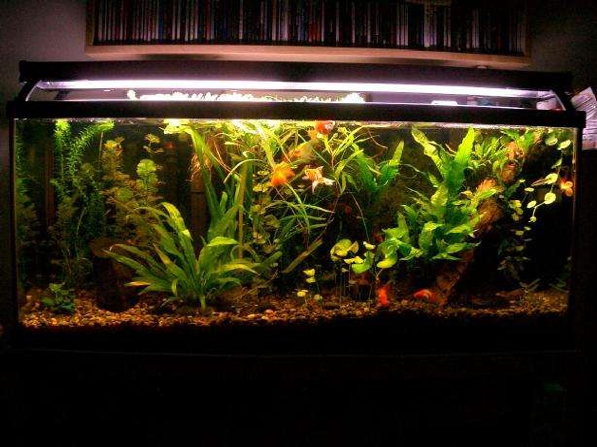 55 gallons planted tank (mostly live plants and fish) - Photo taken 10-26-06. After water change on 10-22 (six months since last).