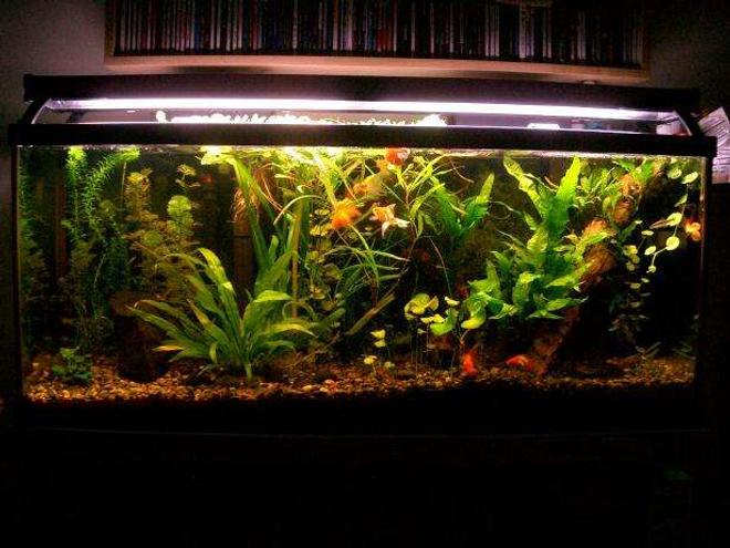 55 gallons planted tank (mostly live plants and fish) - Photo taken 10-26-06.  After water change on 10-22 (six months since last).