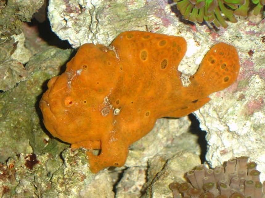 Rated #19: Saltwater Fish - Antennarius Sp. - Red/orange Angler Stocking In 90 Gallons Tank - 5" FROGFISH---NAMED BUBBA!!!!!!!!