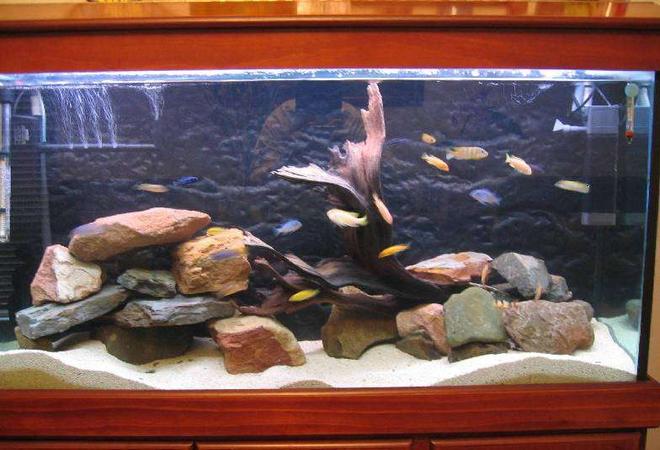 69 gallons freshwater fish tank (mostly fish and non-living decorations) - This is what I like to call: Migs C's Mbuna Paraiso.  This is the original set-up.  The idea was to make it look as natural as possible, even with the inclusion of the mangrove root.  Personally, I think it still looks natural and slightly resembles what can be found in Lake Malawi.  I like to stress that I try to keep the tank relatively clean by doing fortnightly water changes and cleaning the internal filters.  The fishes are not too aggressive with each other due to the number of hiding places and caves.  I think it is wise to do that with any African Cichlid tank, especially those that are overstocked like mine.
