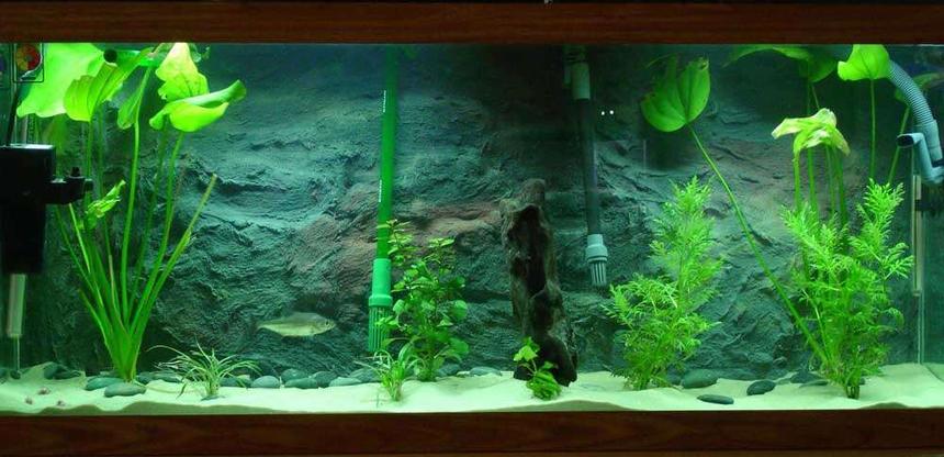 Rated #159: 75 Gallons Planted Tank - I have a 75 with a homeade background (internal) and all live plants featuring  Serra Elongatus.  Its a piranha, and it is awesome