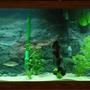 75 gallons planted tank (mostly live plants and fish) - I have a 75 with a homeade background (internal) and all live plants featuring Serra Elongatus. Its a piranha, and it is awesome