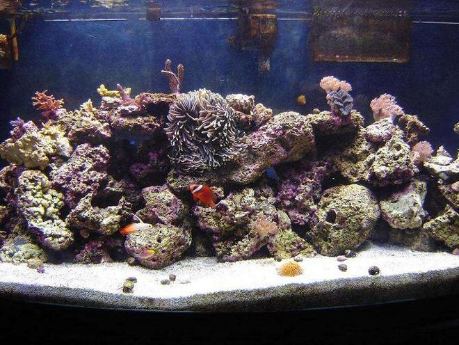 72 gallons reef tank (mostly live coral and fish) - Oct 28.  10 months old.  

I fragged the white acro mid-Oct.  Seems to be doing well.

Next goal:  Catch a bunch of bristleworms!