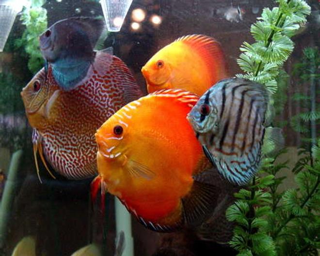 freshwater fish - symphysodon sp. - red marlboro discus stocking in 60 gallons tank - A Few of our Discus. Blue Daimond, Checkerboard, Red Scarlet, Pigeon Blood, and Brilliant Blue Discus.