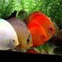 freshwater fish - symphysodon sp. - snow white discus stocking in 60 gallons tank - Four Adults Only!!! White Diamond, Checkerboard, Scarlet, and Pigeon Blood.
