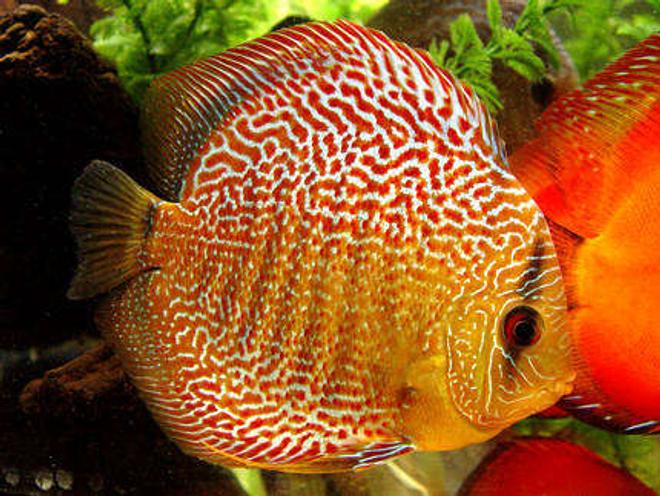 freshwater fish - symphysodon spp. - pigeon blood discus stocking in 60 gallons tank - Checkerboard Discus
