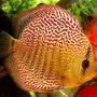 freshwater fish - symphysodon spp. - pigeon blood discus stocking in 60 gallons tank - Checkerboard Discus