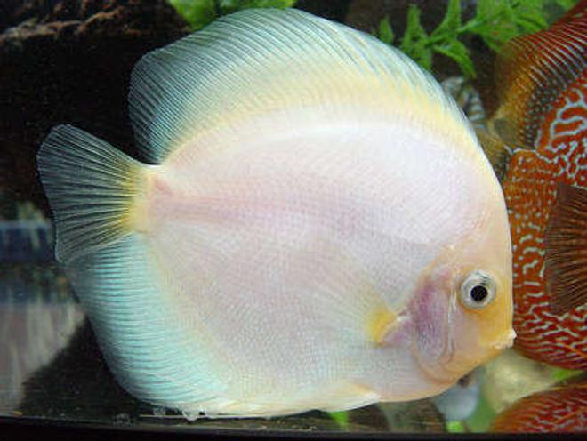 freshwater fish - symphysodon sp. - snow white discus stocking in 60 gallons tank - White Diamond Discus