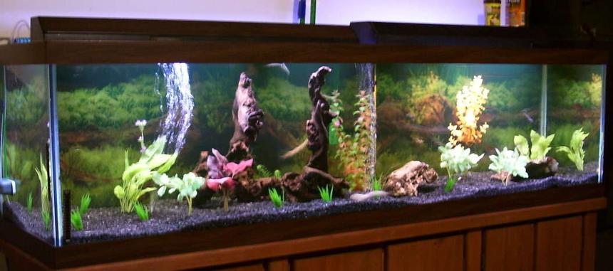 Rated #133: 125 Gallons Freshwater Fish Tank - none
